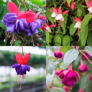 Fuchsia Live Plant - Well-Rooted Plug Starter Plant for Hanging Baskets - Image 6