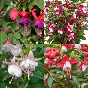 Fuchsia Live Plant - Well-Rooted Plug Starter Plant for Hanging Baskets - Image 7