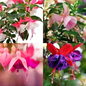 Fuchsia Live Plant - Well-Rooted Plug Starter Plant for Hanging Baskets - Image 8