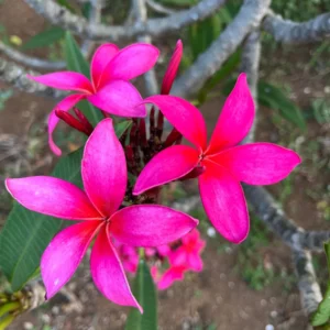Fuchsia Plumeria Unrooted Cutting 10-12 in – Fragrant Tropical Plant - Image 2
