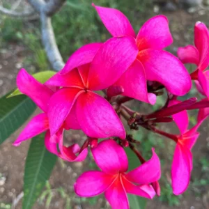 Fuchsia Plumeria Unrooted Cutting 10-12 in – Fragrant Tropical Plant - Image 3