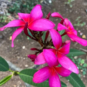 Fuchsia Plumeria Unrooted Cutting 10-12 in – Fragrant Tropical Plant - Image 4