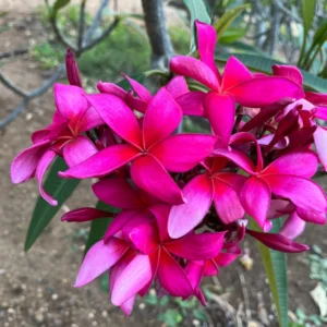 Fuchsia Plumeria Unrooted Cutting 10-12 in – Fragrant Tropical Plant - Image 6