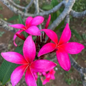 Fuchsia Plumeria Unrooted Cutting 10-12 inch - Fragrant Tropical Plant - Image 1