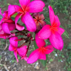 Fuchsia Plumeria Unrooted Cutting 10-12 inch - Fragrant Tropical Plant - Image 5