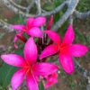Fuchsia Plumeria Unrooted Cutting 10-12in - Fragrant Tropical Plant - Image 1