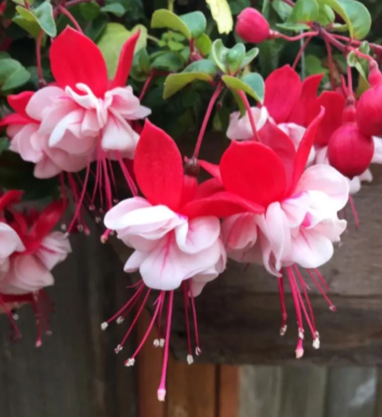 Fuchsia 'Swingtime' Live Plug Plant - Trailing Red & White Flowers for Hanging Baskets - Image 2
