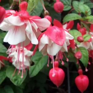 Fuchsia 'Swingtime' Live Plug Plant - Trailing Red & White Flowers for Hanging Baskets - Image 2