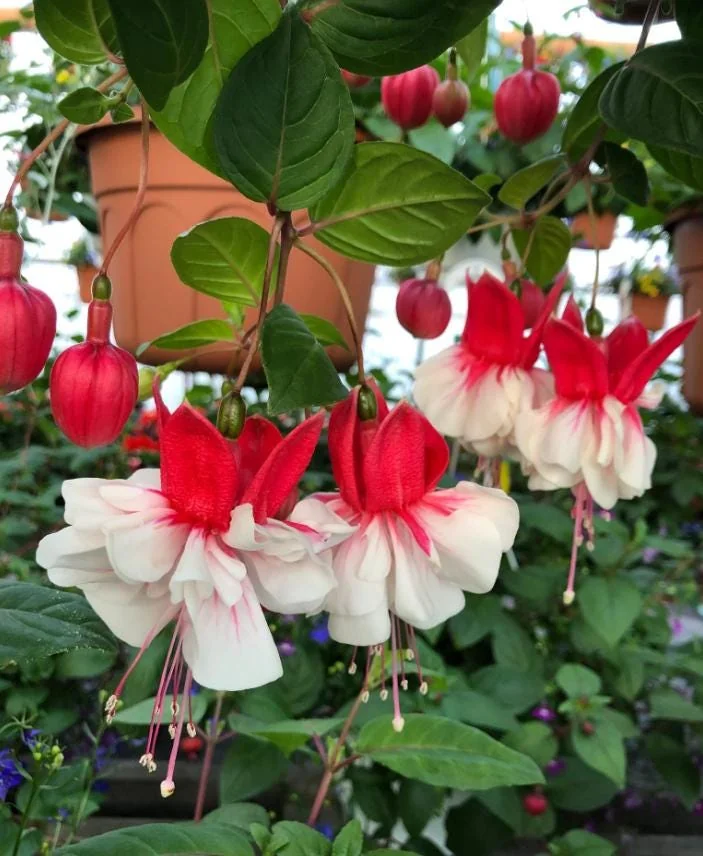 Fuchsia 'Swingtime' Live Plug Plant - Trailing Red & White Flowers for Hanging Baskets - Image 3
