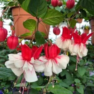 Fuchsia 'Swingtime' Live Plug Plant - Trailing Red & White Flowers for Hanging Baskets - Image 3