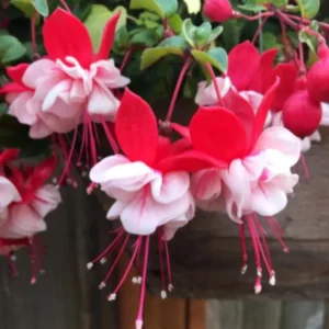Fuchsia 'Swingtime' Live Plug Plant - Trailing Red & White Flowers for Hanging Baskets - Image 1
