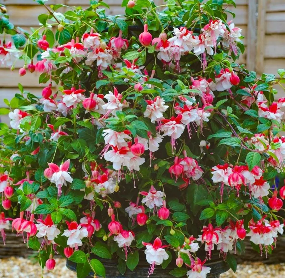Fuchsia 'Swingtime' Live Plug Plant - Trailing Red & White Flowers for Hanging Baskets - Image 4