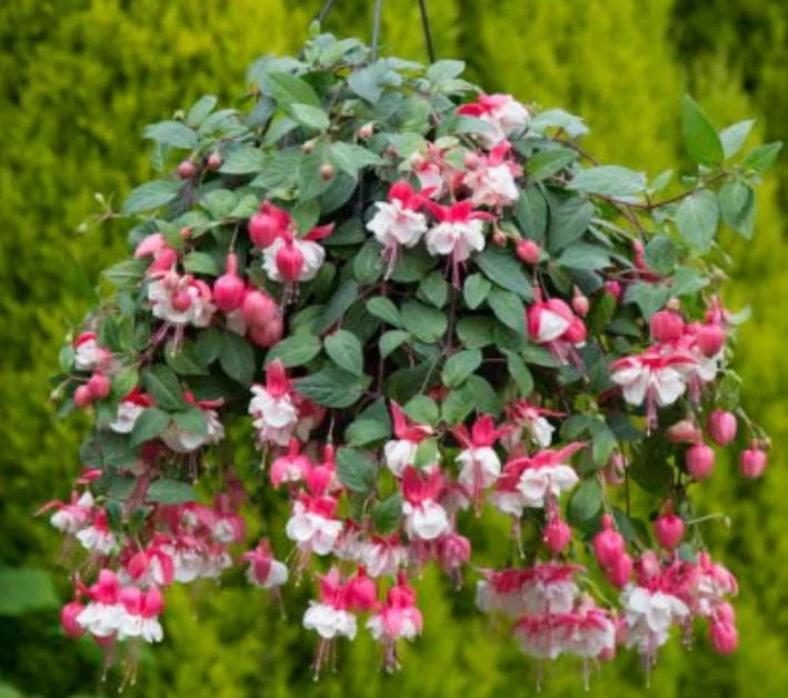Fuchsia 'Swingtime' Live Plug Plant - Trailing Red & White Flowers for Hanging Baskets - Image 5