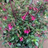 Fuchsia Thymifolia Live Plant – Evergreen Shrub – 3-5” Tall – 1 Gallon Pot – Outdoor Shade - Image 1