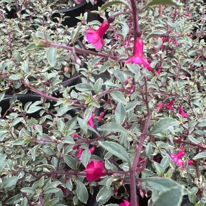 Fuchsia Thymifolia 'Variegata' Live Plant – 6 inch Pot – Indoor/Outdoor - Image 1