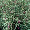 Fuchsia Thymifolia Variegata Live Plant 6" Pot - Partial Shade Flowering Shrub - Image 1