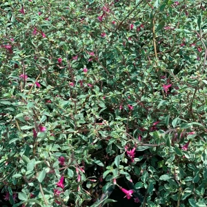Fuchsia Thymifolia Variegata Live Plant 6