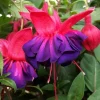 Fuchsia 'Voodoo' Live Plant - Deciduous Shrub - Red Purple Flowers - 3 inch Pot - Image 1