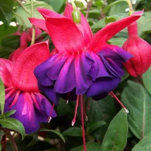 Fuchsia 'Voodoo' Live Plant - Deciduous Shrub - Red Purple Flowers - 3 inch Pot - Image 1