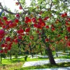 Fuji Apple Tree Bareroot - 2-3 ft Tall Live Plant - Sweet & Crisp Fruit - Image 1