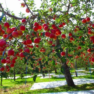 Fuji Apple Tree Bareroot - 2-3 ft Tall Live Plant - Sweet & Crisp Fruit - Image 1