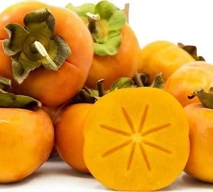 Fuyu Jiro Persimmon Live Plant - 2 Ft Tall - 1 Gallon Pot - Non-Astringent - Image 1