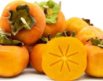 Fuyu Jiro Persimmon Live Plant - 2 Ft Tall - 1 Gallon Pot - Non-Astringent - Image 1