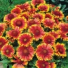 Gaillardia Gusto Sweet Chili Blanket Flower Live Plant – 3-6" Tall Hardy Perennial – Outdoor - Image 1