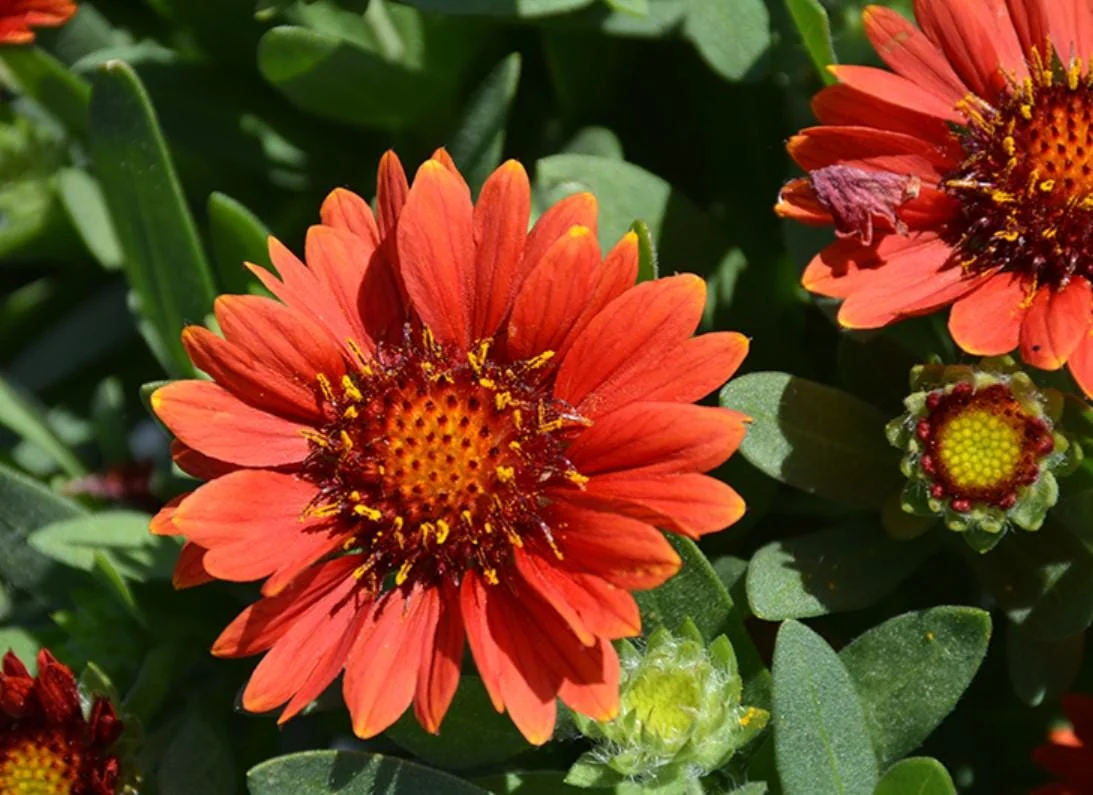 Gaillardia Gusto Sweet Chili Blanket Flower Live Plant – 3-6" Tall Hardy Perennial – Outdoor - Image 2
