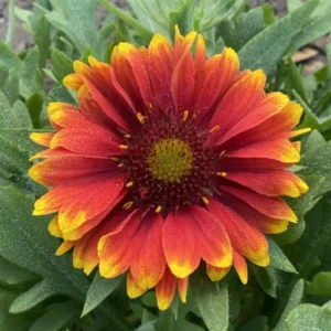 Gaillardia Gusto Sweet Chili Blanket Flower Live Plant – 3-6