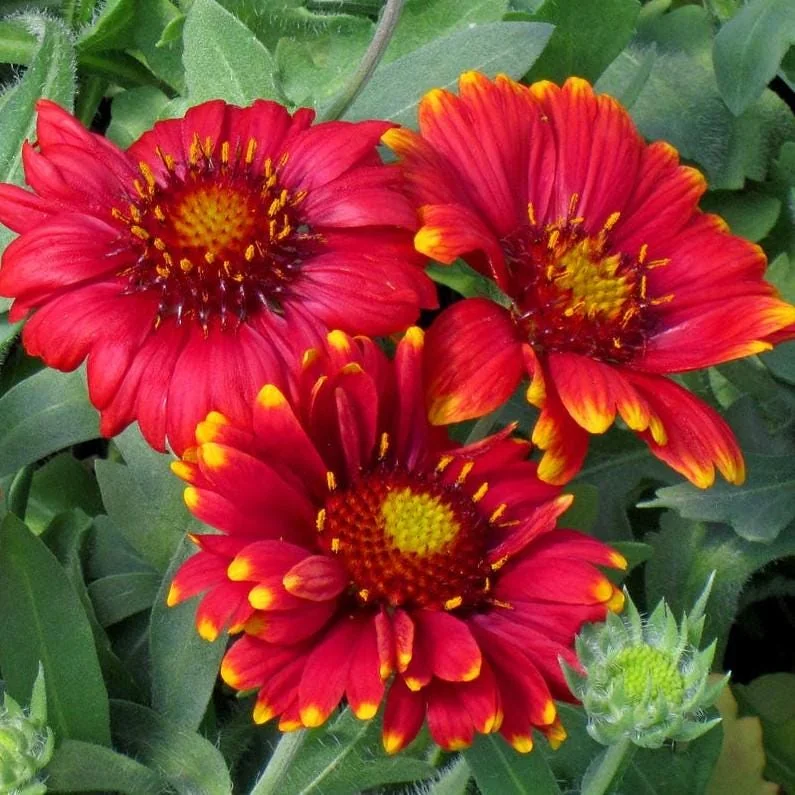 Gaillardia Gusto Sweet Chili Blanket Flower Live Plant – 3-6" Tall Hardy Perennial – Outdoor - Image 4