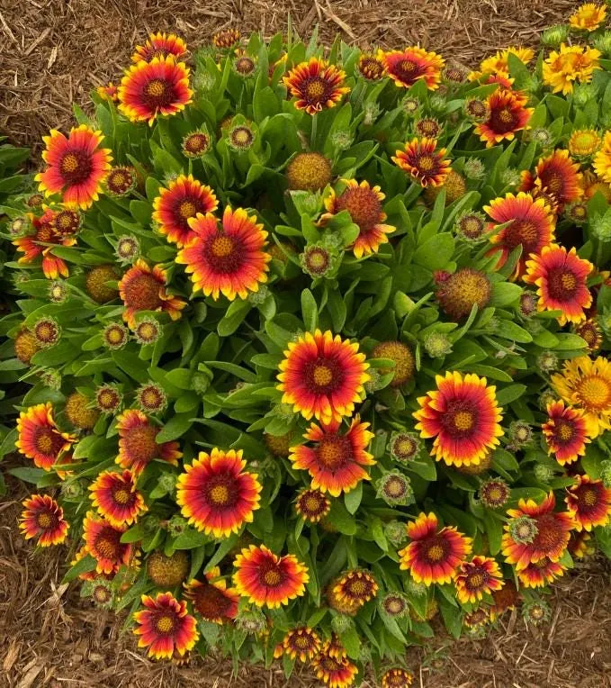 Gaillardia Gusto Sweet Chili Blanket Flower Live Plant – 3-6" Tall Hardy Perennial – Outdoor - Image 6