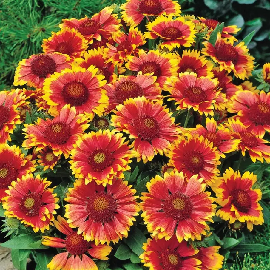 Gaillardia Gusto Sweet Chili Blanket Flower Live Plant – 3-6" Tall Hardy Perennial – Outdoor - Image 1