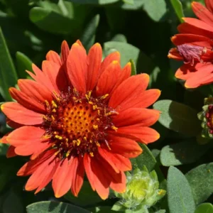 Gaillardia Gusto Sweet Chili Live Plant Set - 3-6