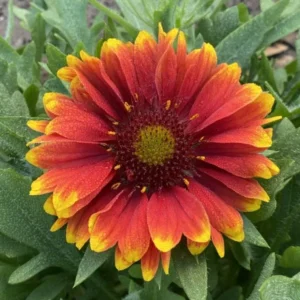 Gaillardia Gusto Sweet Chili Live Plant Set - 3-6