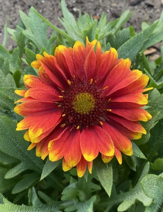 Gaillardia Gusto Sweet Chili Live Plant Set - 3-6" Tall Perennial - Image 4