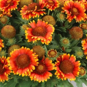 Gaillardia Gusto Sweet Chili Live Plant Set - 3-6