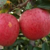 Gala Apple Tree Bareroot - 2-3 ft Tall - Sweet & Tart Fruit - Zones 4-10 - Image 1