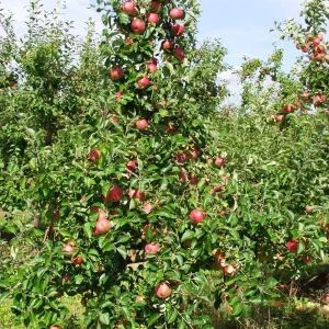 Gala Apple Tree Bareroot - 2-3 ft Tall - Sweet & Tart Fruit - Zones 4-10 - Image 2