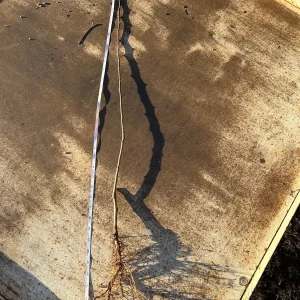 Gala Apple Tree Bareroot - 2-3 ft Tall - Sweet & Tart Fruit - Zones 4-10 - Image 5