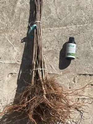 Gala Apple Tree Bareroot Live Plant - 2-3 ft Tall - Sweet, Crisp Red Fruit - Image 2