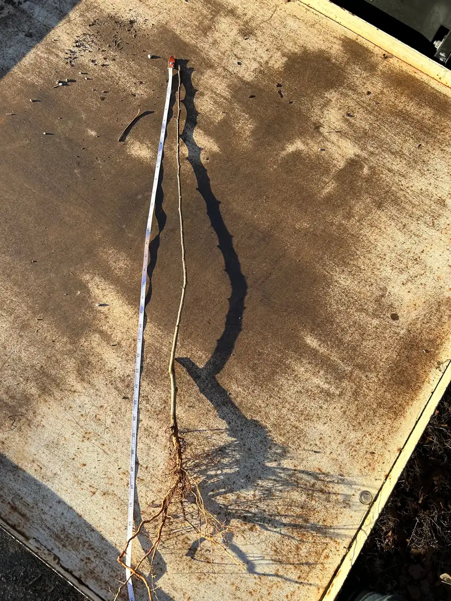 Gala Apple Tree Bareroot Live Plant - 2-3 ft Tall - Sweet, Crisp Red Fruit - Image 7