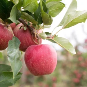 Gala Apple Tree Bareroot Live Plant - 2-3 ft Tall - Sweet, Crisp Red Fruit - Image 8