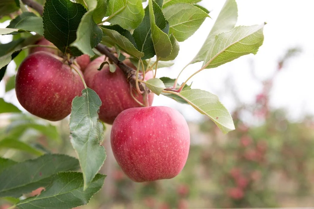Gala Apple Tree Bareroot Live Plant - 2-3 ft Tall - Sweet, Crisp Red Fruit - Image 8