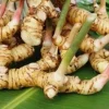 Galangal Live Plant - Thai Ginger Herb in 4 inch Pot - Alpinia galanga - Image 1