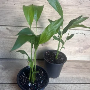 Galangal Live Plant - Thai Ginger Herb in 4 inch Pot - Alpinia galanga - Image 2