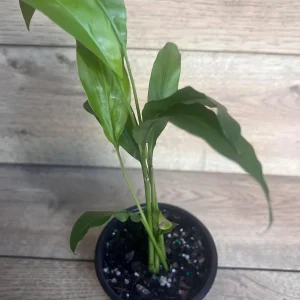 Galangal Live Plant - Thai Ginger Herb in 4 inch Pot - Alpinia galanga - Image 4