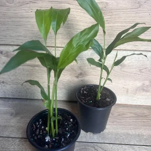 Galangal Live Plant - Thai Ginger Herb in 4 inch Pot - Alpinia galanga - Image 6