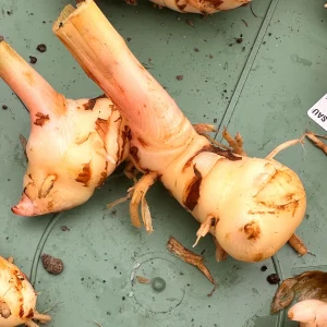Galangal Rhizomes for Planting - Fresh, Easy to Grow, Edible - Image 6