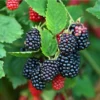 Galaxy Blackberry Live Plant – Thornless Rubus 'Galaxy' – Starter Plug - Image 1